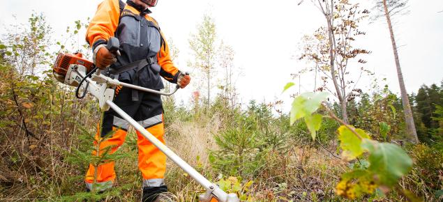 Ihminen taimikossa raivaussahan kanssa