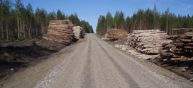 Hyväkuntoinen metsätie, jonka molemmin puolin puupinoja.