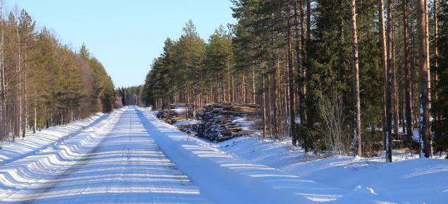 Luminen metsätie, jonka varressa on puupinoja. 