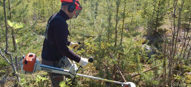 Ihminen raivaa taimikkoa