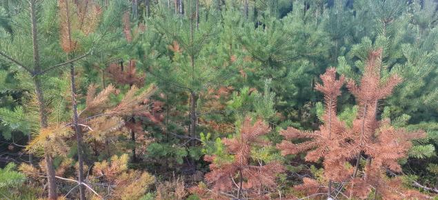 De rödbruna plantorna som dött av rotröta framträder tydligt i plantskolan på hösten. 