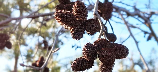 harmaalepän käpyjä