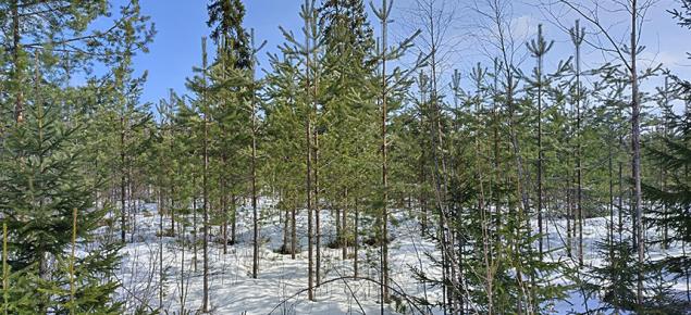 Taimikko, jossa varhaisperkaus on tehty. 