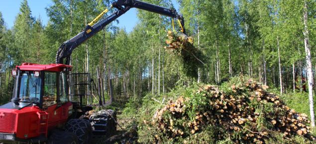 Klenträd samlas i en hög med hjälp av en skogsmaskin.
