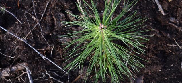 Tallplanta fotograferad uppifrån