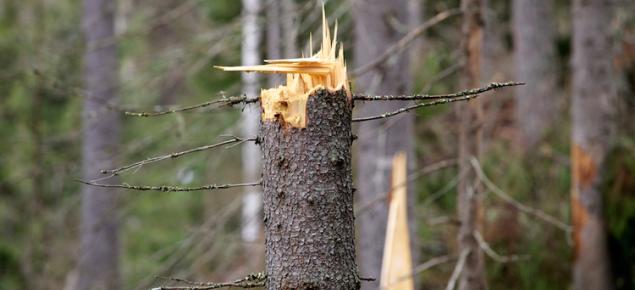 Myrskyssä katkennut puu