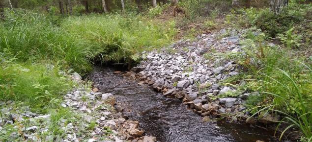 patorakennelma metsässä