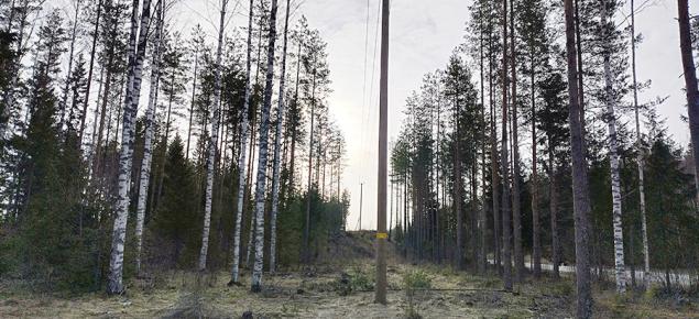 Sähkölinja ja sen molemmin puolin kasvavaa puustoa.
