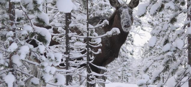 Hirvi seisoo lumisten puiden välissä talvisessa metsässä. 