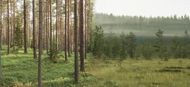 Erilaisia kasvupaikkoja