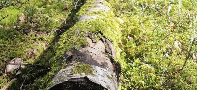 Lahopuu maassa vihreässä metsässä.