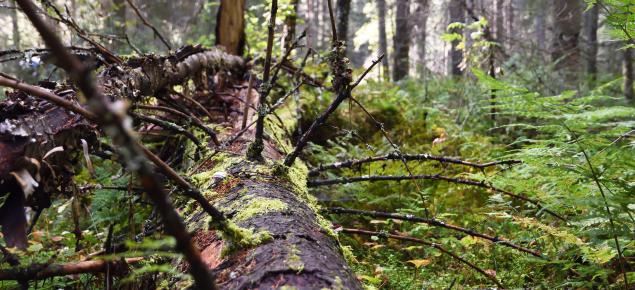 lahopuuta metsässä