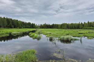 kosteikkoa