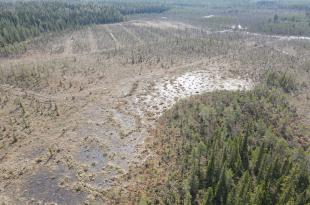 Dronekuva ennallistetusta letosta