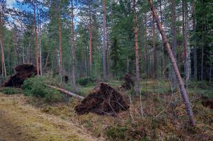 Hannes-myrskyn kaatamia puita. 