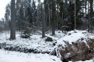 Stormskador på vintern. 