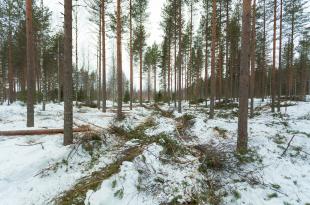 harvennushakkuu talvella
