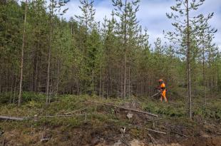 Metsuri hoitaa mäntytaimikkoa raivaussahan kanssa. 