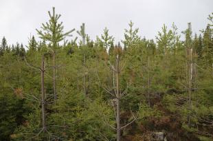 Hirven aiheuttamia vahinkoja mäntytaimikossa.