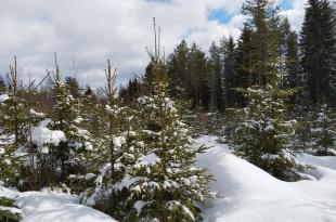 Lumisia kuusentaimia talousmetsätaimikossa talvella.
