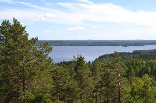 Näkymä korkealta mäntymetsän yli järvelle.
