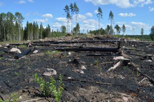 Metsä kulotuksen jälkeen.