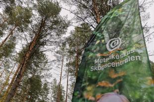 Taustalla mäntyjä, etualalla lippu, jossa Metsäkeskuksen logo