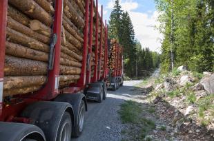 Tukkirekka kuljettamassa puutavaraa metsätiellä.