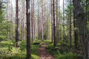 Metsä, jossa kulkee polku.