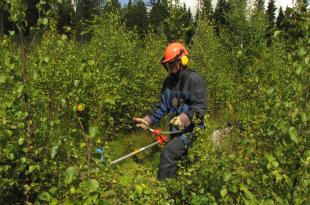 Henkilö tekemässä taimikonhoitoa raivaussahalla.