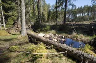 En dämd bäckfåra.