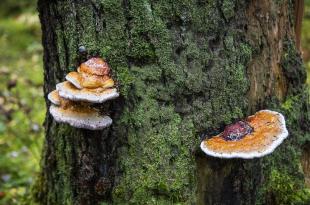 Puun rungolla kasvavia kääpiä.