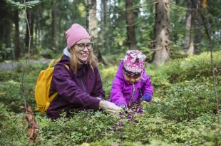 Lapsi ja aikuinen poimimassa marjoja metsässä.