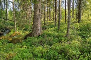 Puronvarsi metsässä.