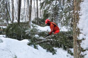 Metsuri kaataa kuusia lehdosta talvella. 