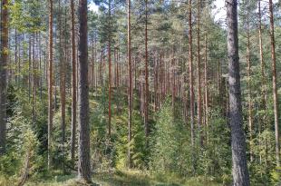 mäntymetsää