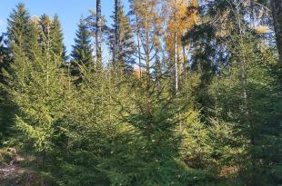 Eri-ikäistä puustoa jatkuvan kasvatuksen kohteella metsässä.