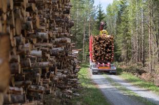 Puita lastataan tukkirekkaan metsätien varressa. 