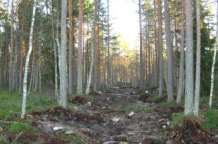 Luonnonhoitotöiden kohteena olevaa metsää.