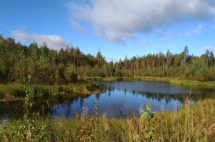 Pieni kosteikko kesällä.