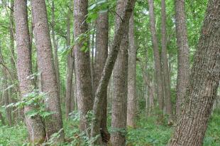 Tervaleppärunkoja korvessa.