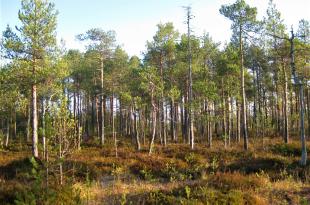 Kangasmetsäsaareke ojittamattomalla suolla.