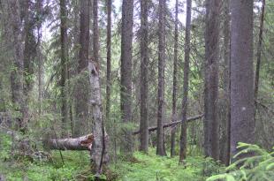 Vapaaehtoisen metsiensuojeluohjelman METSOn mukainen metsäelinympäristö.