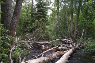 Luonnontilainen jokielinympäristö, jossa joen yli kaatuneita puita.