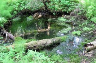 Luonnonlähde vihreän kasvillisuuden keskellä.