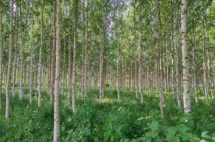 Metsitetyllä pellolla kasvavaa koivikkoa kesällä. 