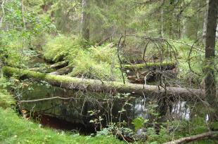 Lahonneita puita metsässä.