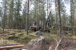 Monitoimikone tekee harvennushakkuuta metsässä. 