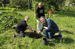 Roope Tonteri, Riitta Torikka och Ilpo Rautio planterar ett pristräd.