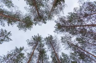 Puiden latvoja alhaalta päin kuvattuna.